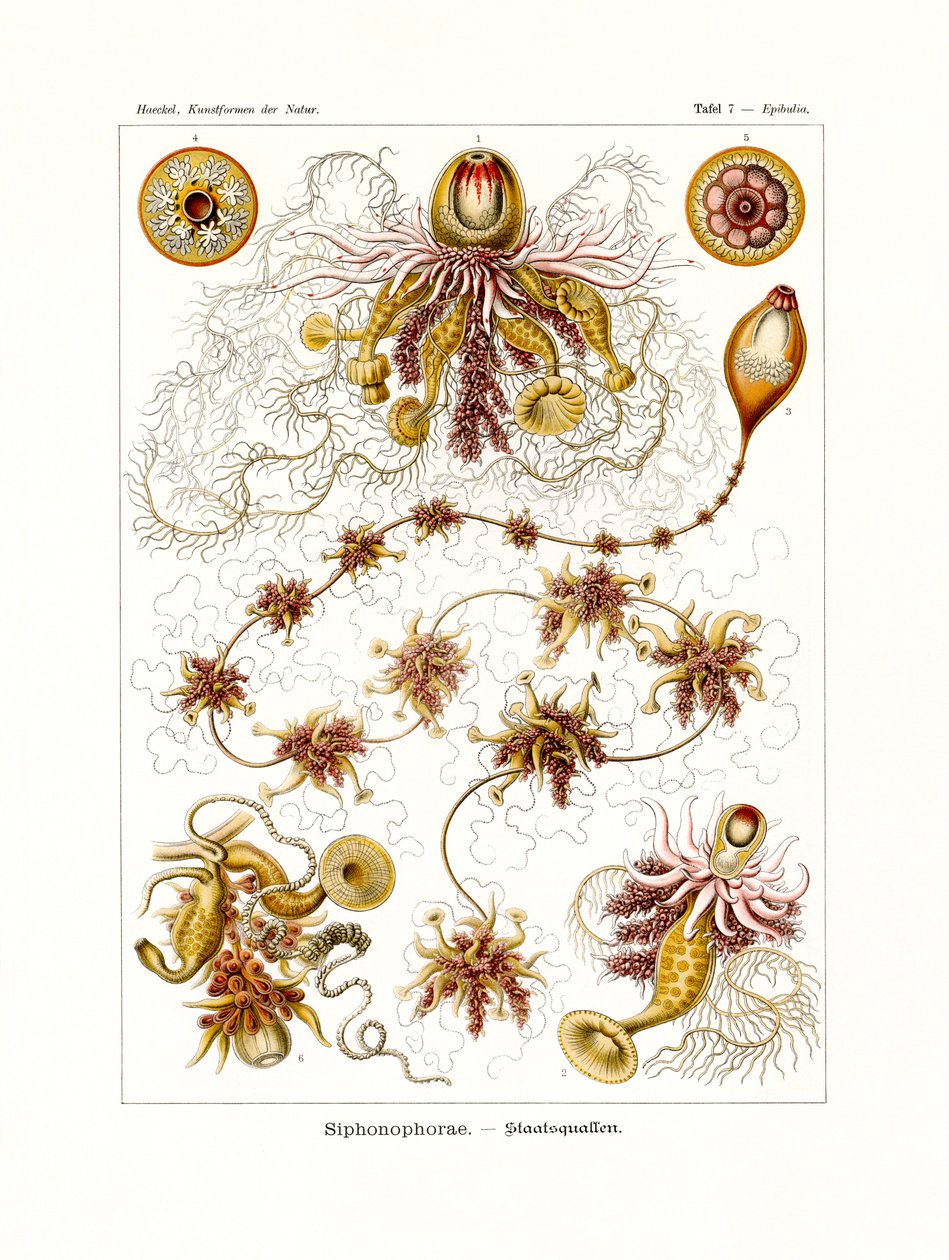 Siphonophorae, 1899-1904 tekijältä German School