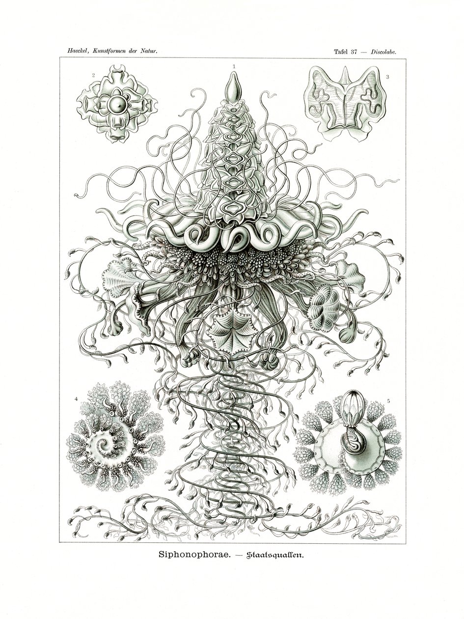 Siphonophorae, 1899-1904 tekijältä German School