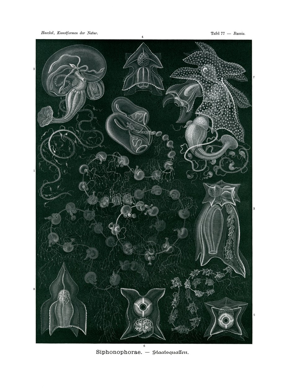 Siphonophorae, 1899-1904 tekijältä German School
