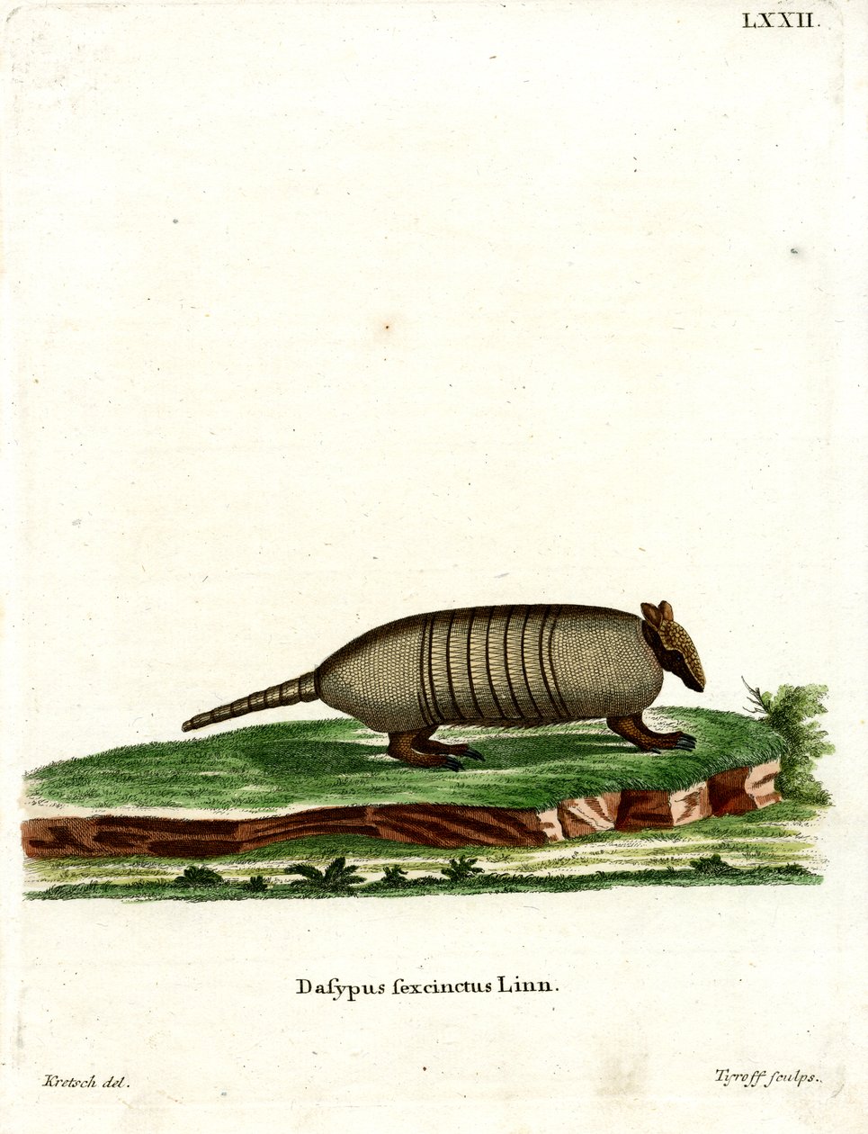 Kuusikaistainen Armadillo (värillinen kaiverrus) tekijältä German School
