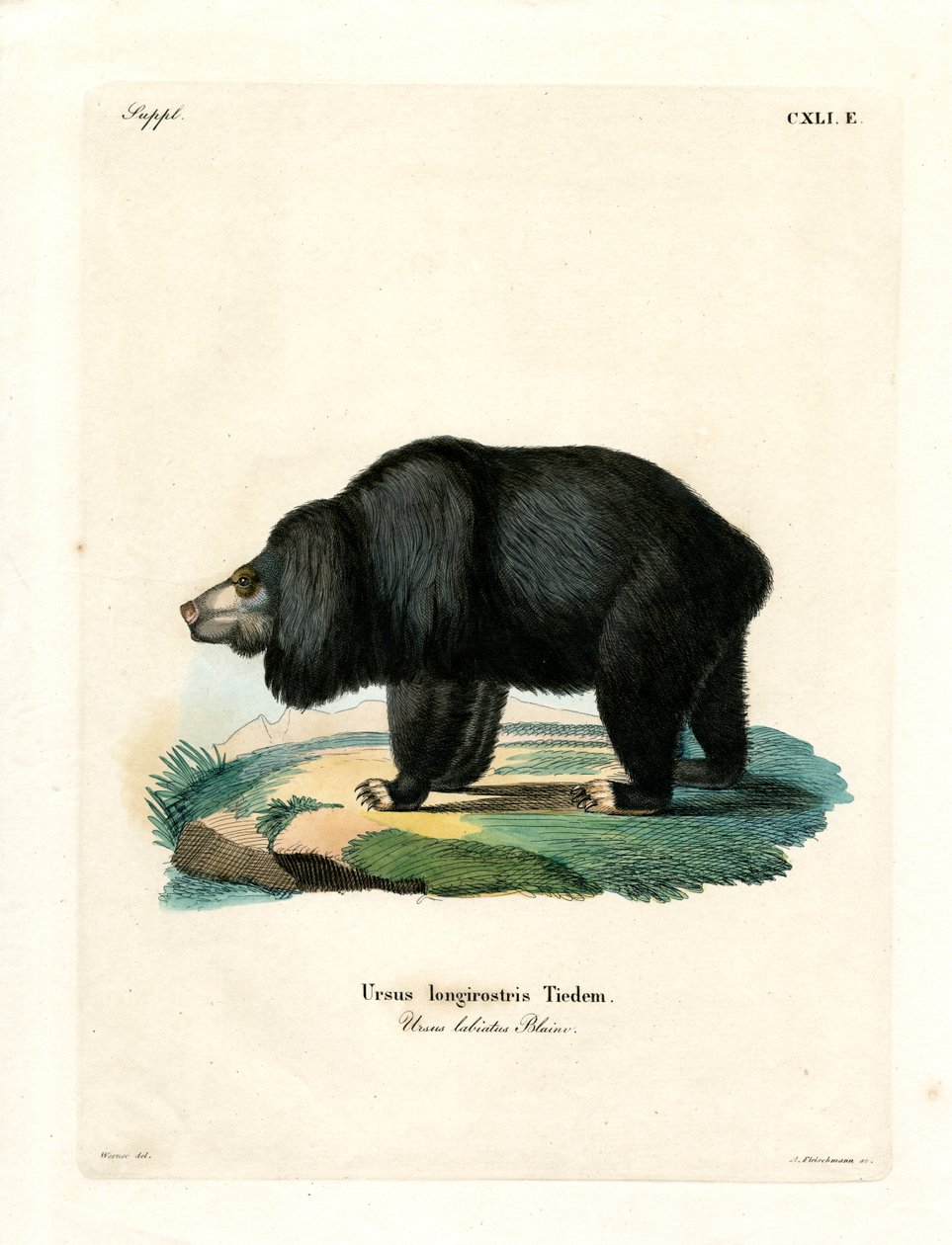 Sloth Bear (värillinen kaiverrus) tekijältä German School