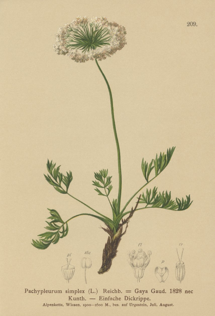 Pieni alppilude (Pachypleurum mutellinoides, Pachypleurum simplex Pachypleurum alpinum, Pachypleurum simplex, Neogaya simplex, Gaya simplex, Ligusticum simplex) tekijältä German School
