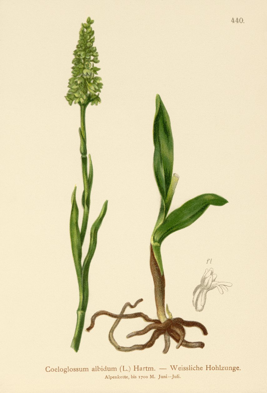 Pieni valkoinen orkidea (Satyrium albidum, Coeloglossum albidum, Leucorchis albida, Bicchia albida, Pseudorchis albida) tekijältä German School