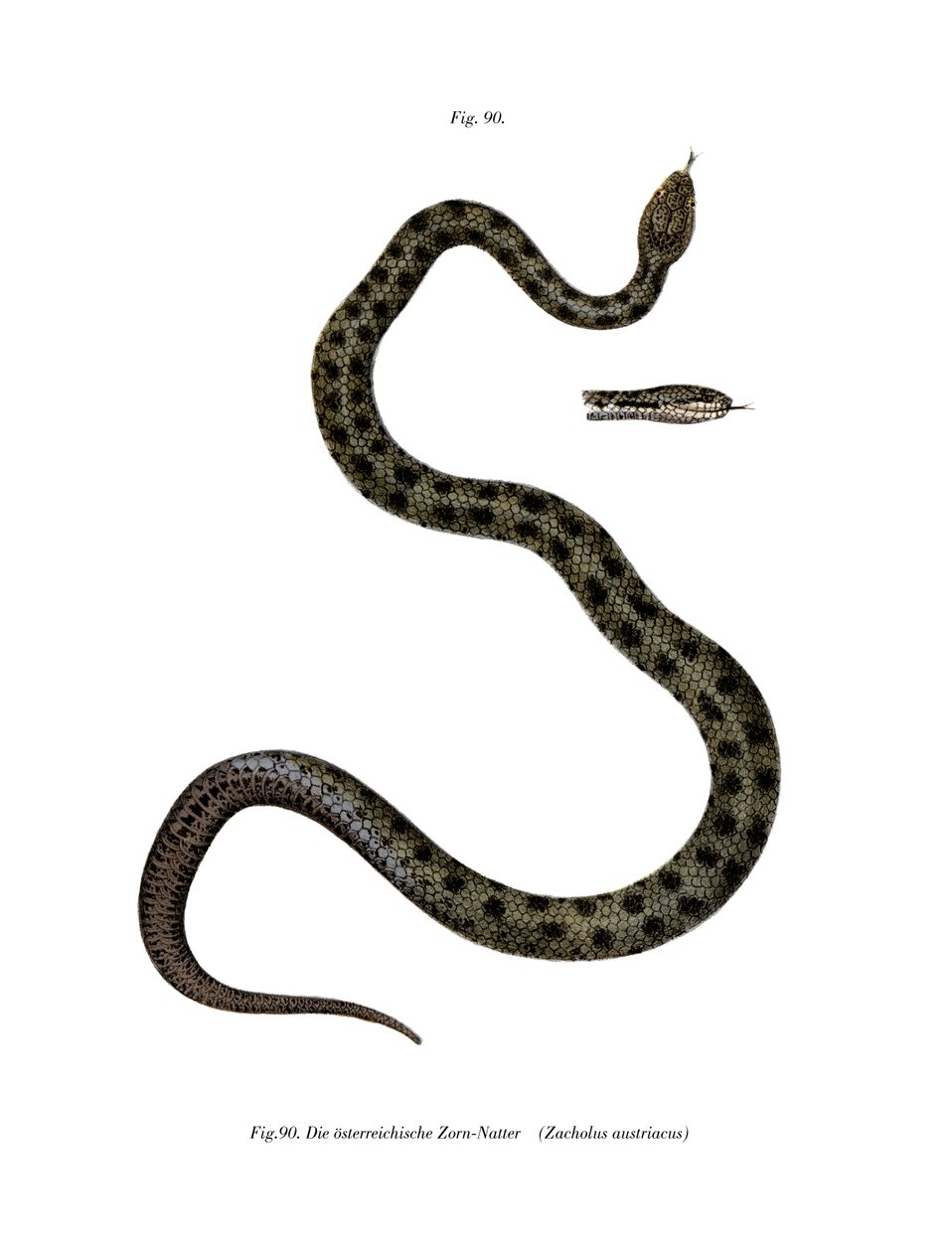 Smooth Snake (väri litho) tekijältä German School