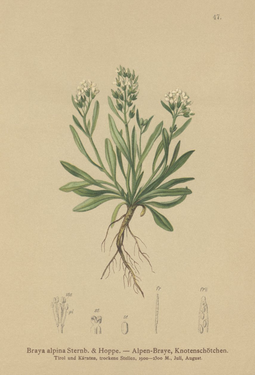 Sileä pohjoinen kivikrassi (Braya alpina, Sisymbrium alpinum) tekijältä German School