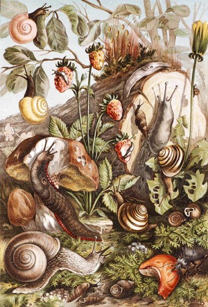 Etanat, levy "Brehms Tierleben: Allgemeine Kunde des Tierreichs", vol. 10, s. 336, julkaisija Bibliographisches Institut tekijältä German School