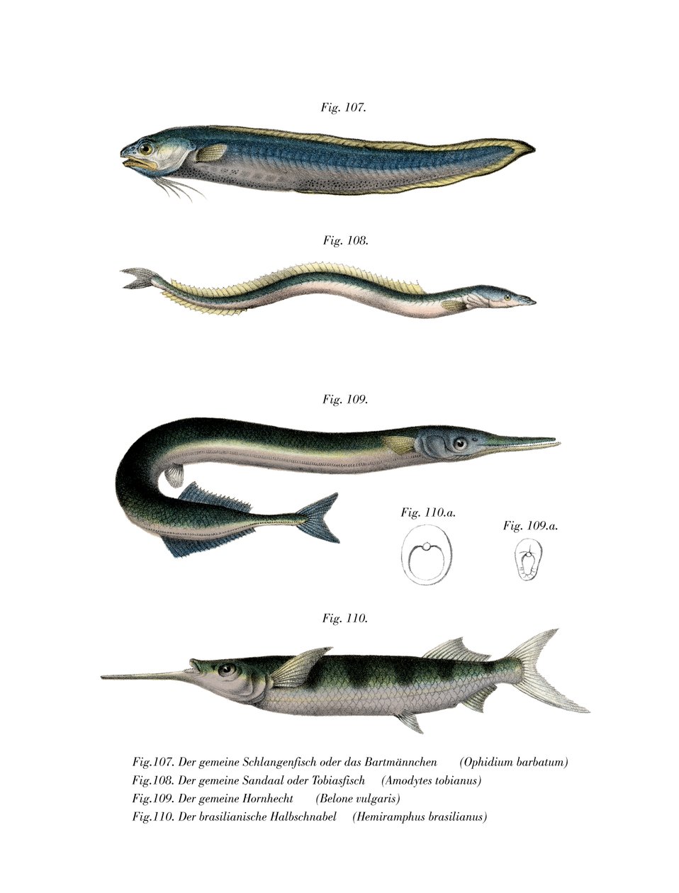 Snake Blenny (väri litho) tekijältä German School