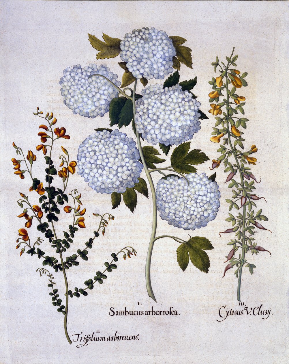 Snowball Viburnum, Garden Broom, matalakasvuinen alppiluuta, Hortus Eystettensis, kirjoittanut Basil Besler (1561-1629), pub. 1613 (käsinvärinen kaiverrus) tekijältä German School