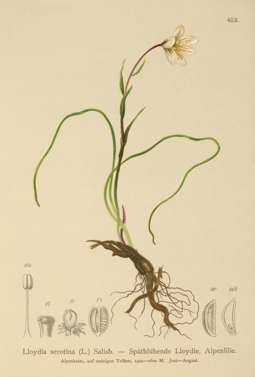 Snowdon Lily (Lloydia serotina, Gagea serotina, Lloydia alpina, Lloydia striata) tekijältä German School