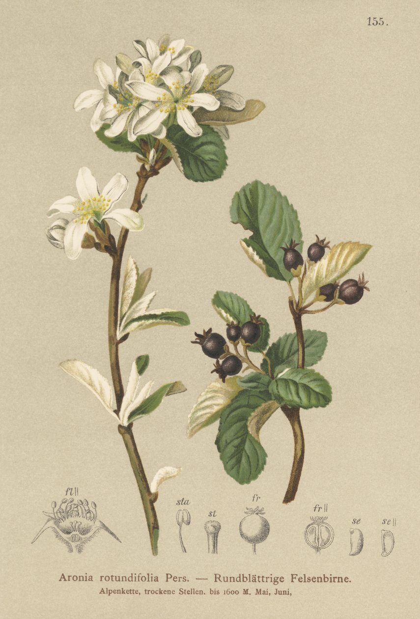 Luminen Mespilus (Aronia rotundifolia, Amelanchier ovalis) tekijältä German School