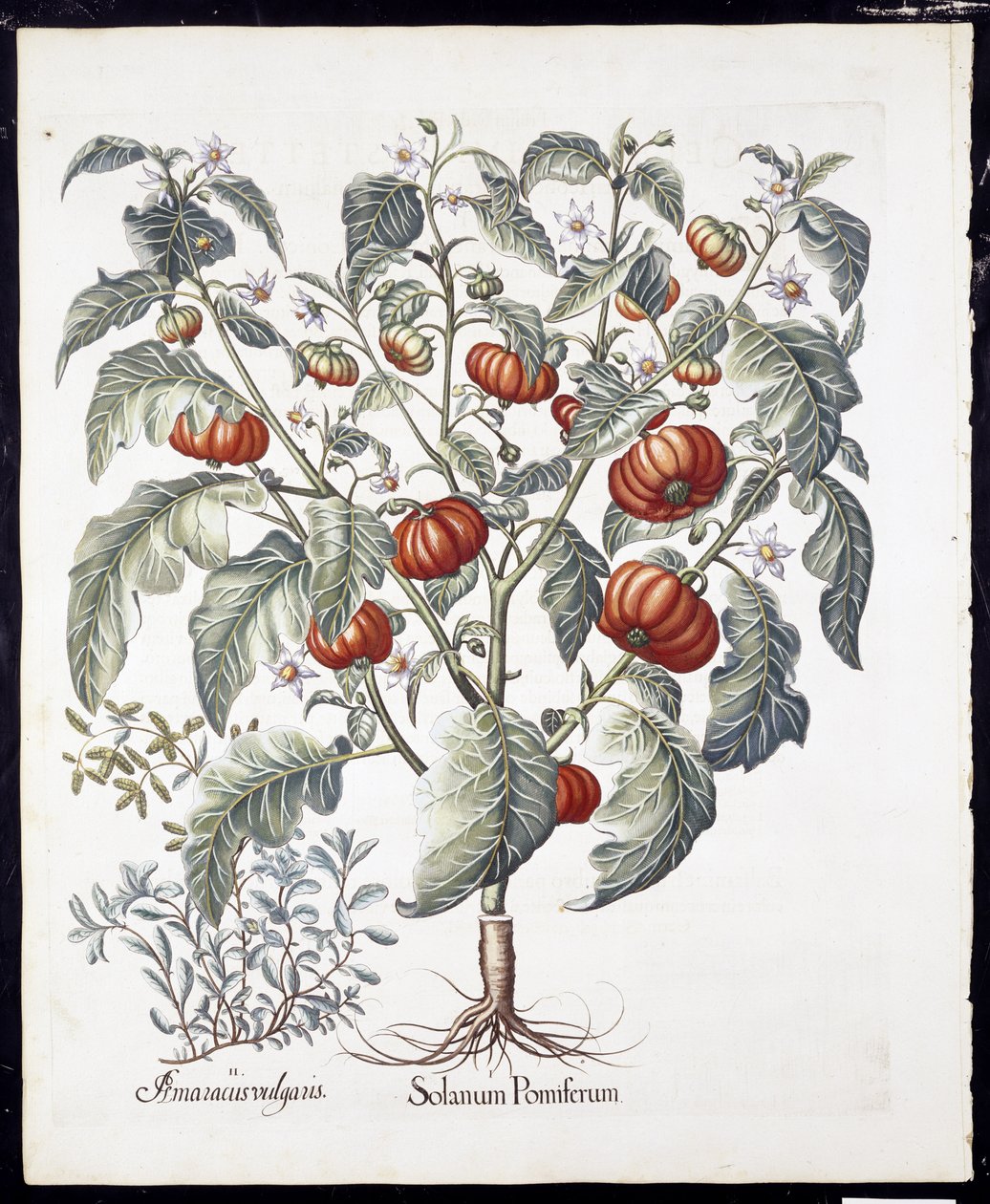 Solanum Pomiferum alkaen Hortus Eystettensis, kirjoittanut Basil Besler (1561-1629) pub 1613 (käsinvärinen kaiverrus) tekijältä German School