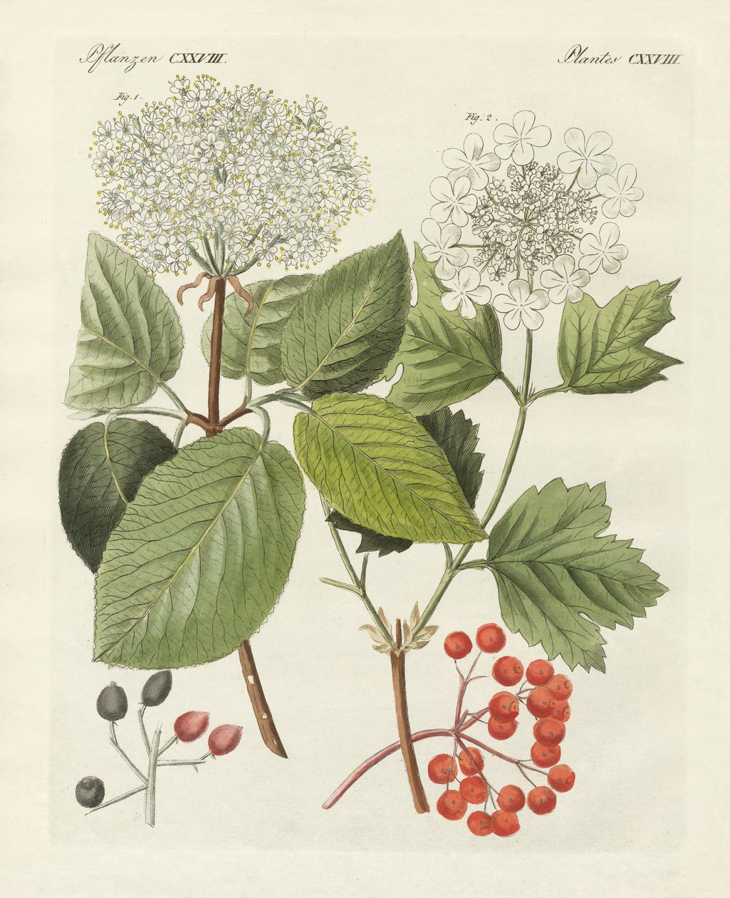 Jotkut guelder-ruusulajit (värillinen kaiverrus) tekijältä German School