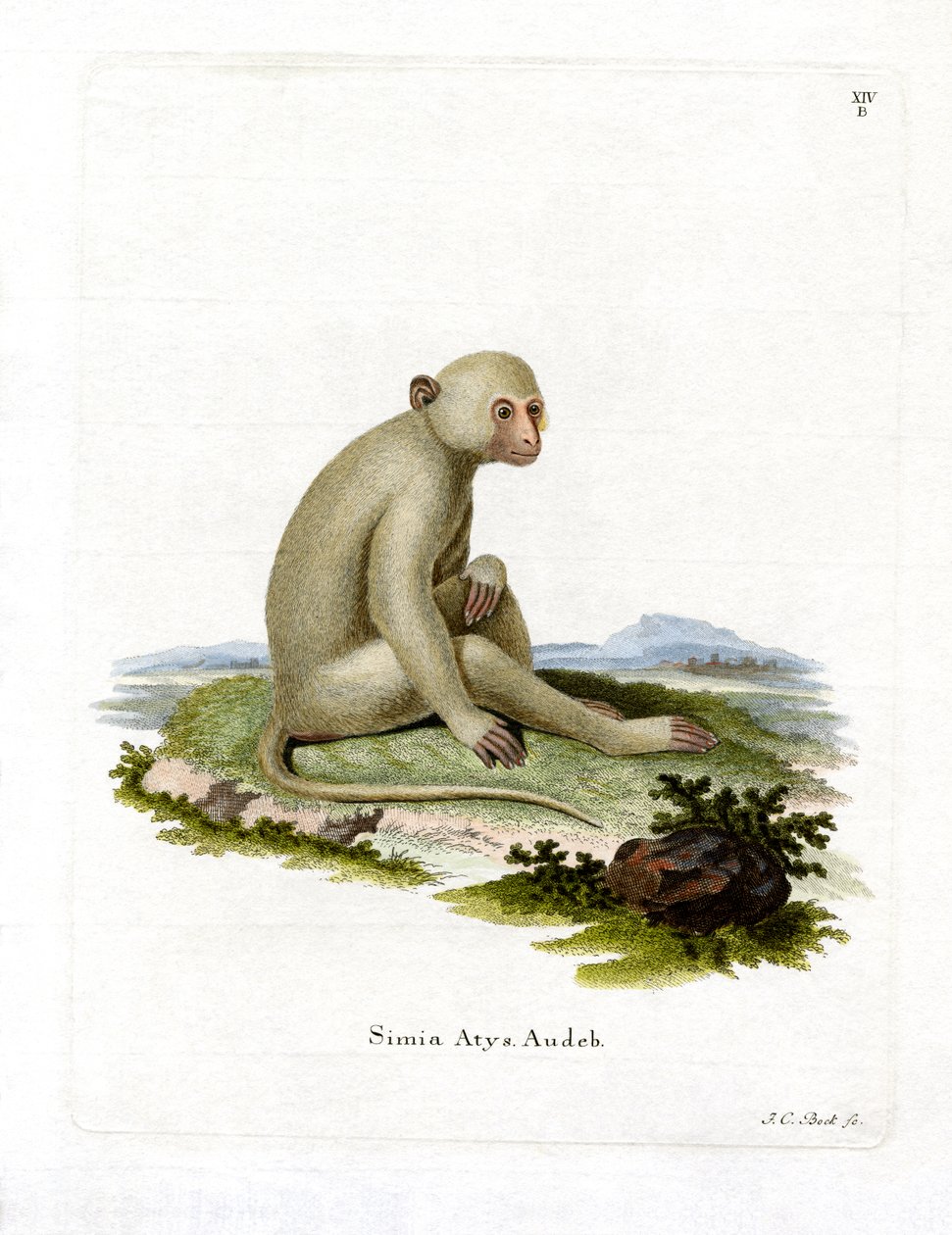 Sooty Mangabey (värillinen kaiverrus) tekijältä German School