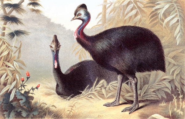 Southern Cassowary, levy "Brehms Tierleben: Allgemeine Kunde des Tierreichs", vol.6, s.684, julkaisija Bibliographisches Institut tekijältä German School