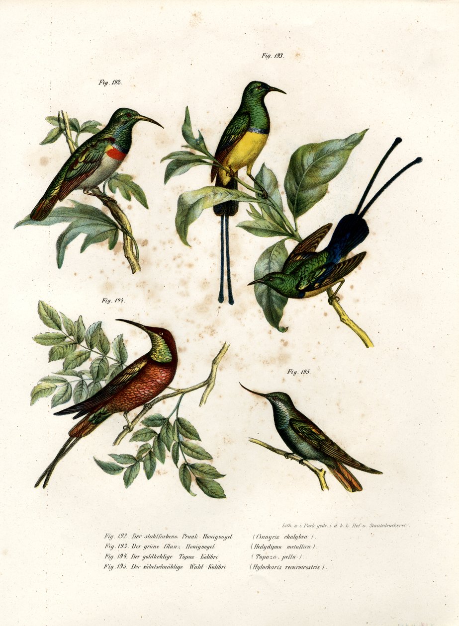 Southern Double-collared Sunbird, 1864 tekijältä German School