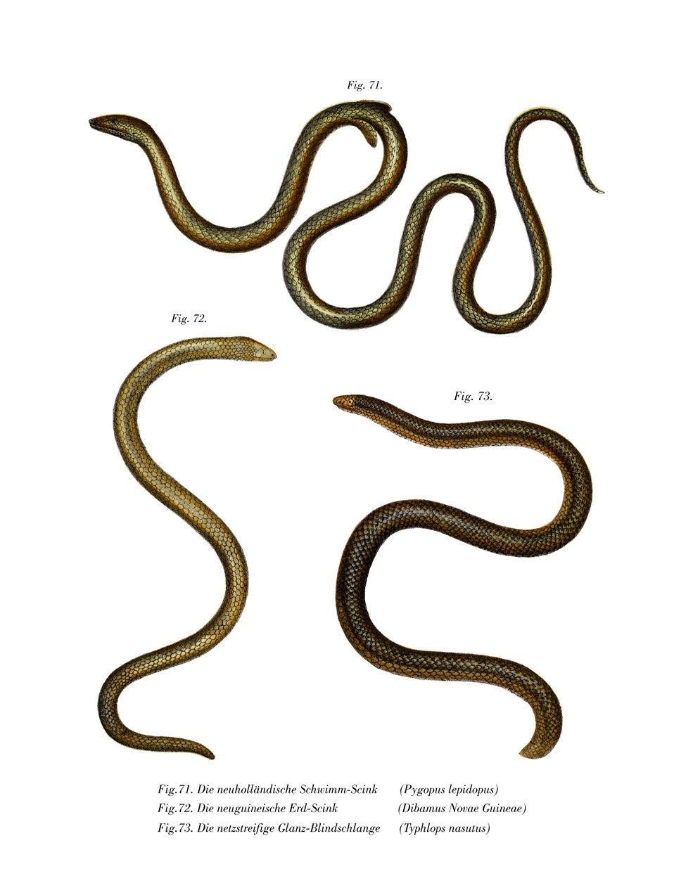 Southern Scaly Foot (väri litho) tekijältä German School