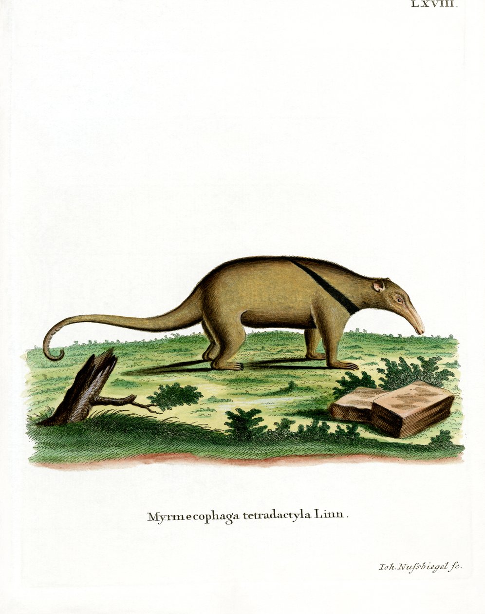 Etelä-Tamandua (värillinen kaiverrus) tekijältä German School