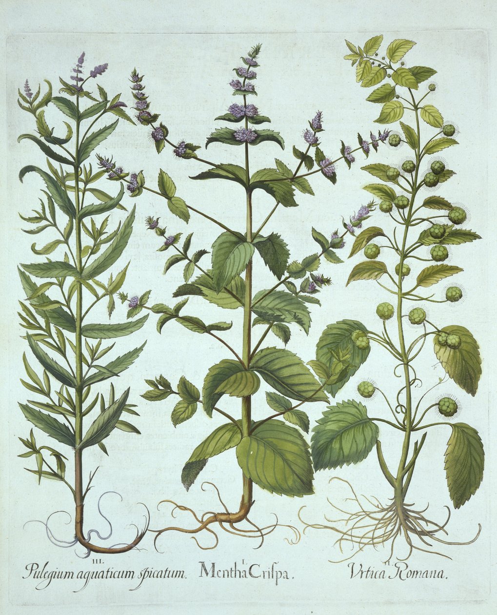 Viherminttu, roomalainen nokkonen ja pitkälehtinen hevosminttu, Hortus Eystettensis, kirjoittanut Basil Besler (1561-1629), pub. 1613 (käsinvärinen kaiverrus) tekijältä German School