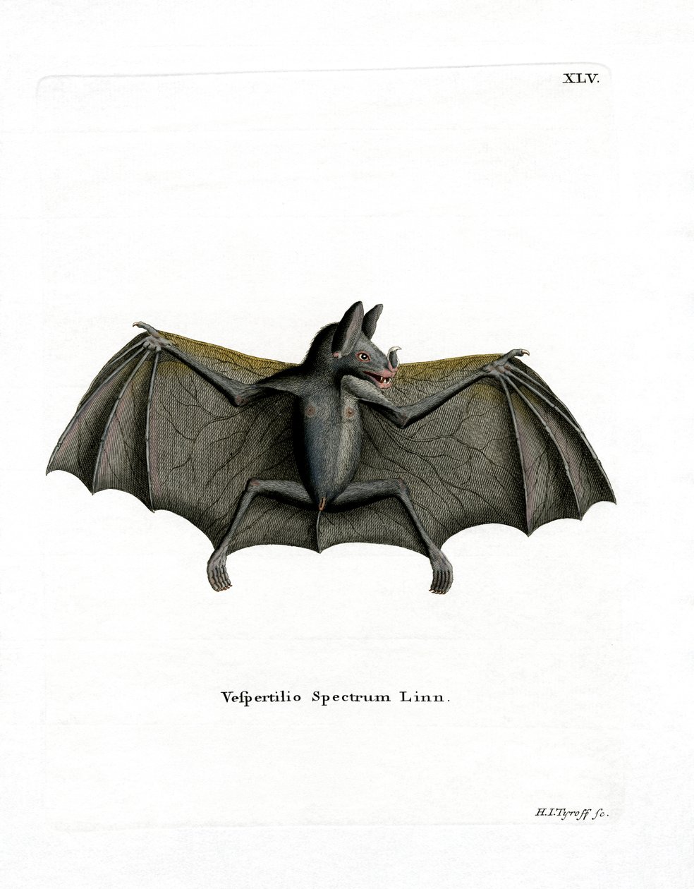 Spectral Bat (värillinen kaiverrus) tekijältä German School