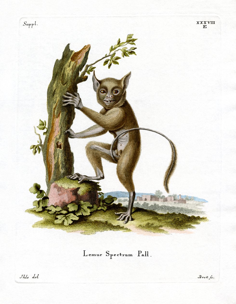Spectral Tarsier (värillinen kaiverrus) tekijältä German School