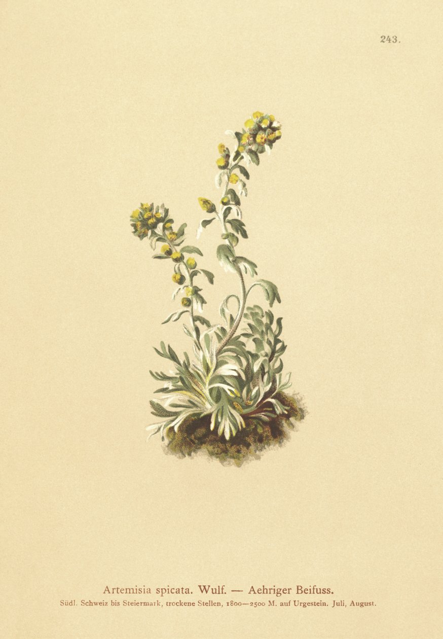 piikkikoiruoho (Artemisia spicata, Artemisia bocconei, Artemisia genipi) tekijältä German School