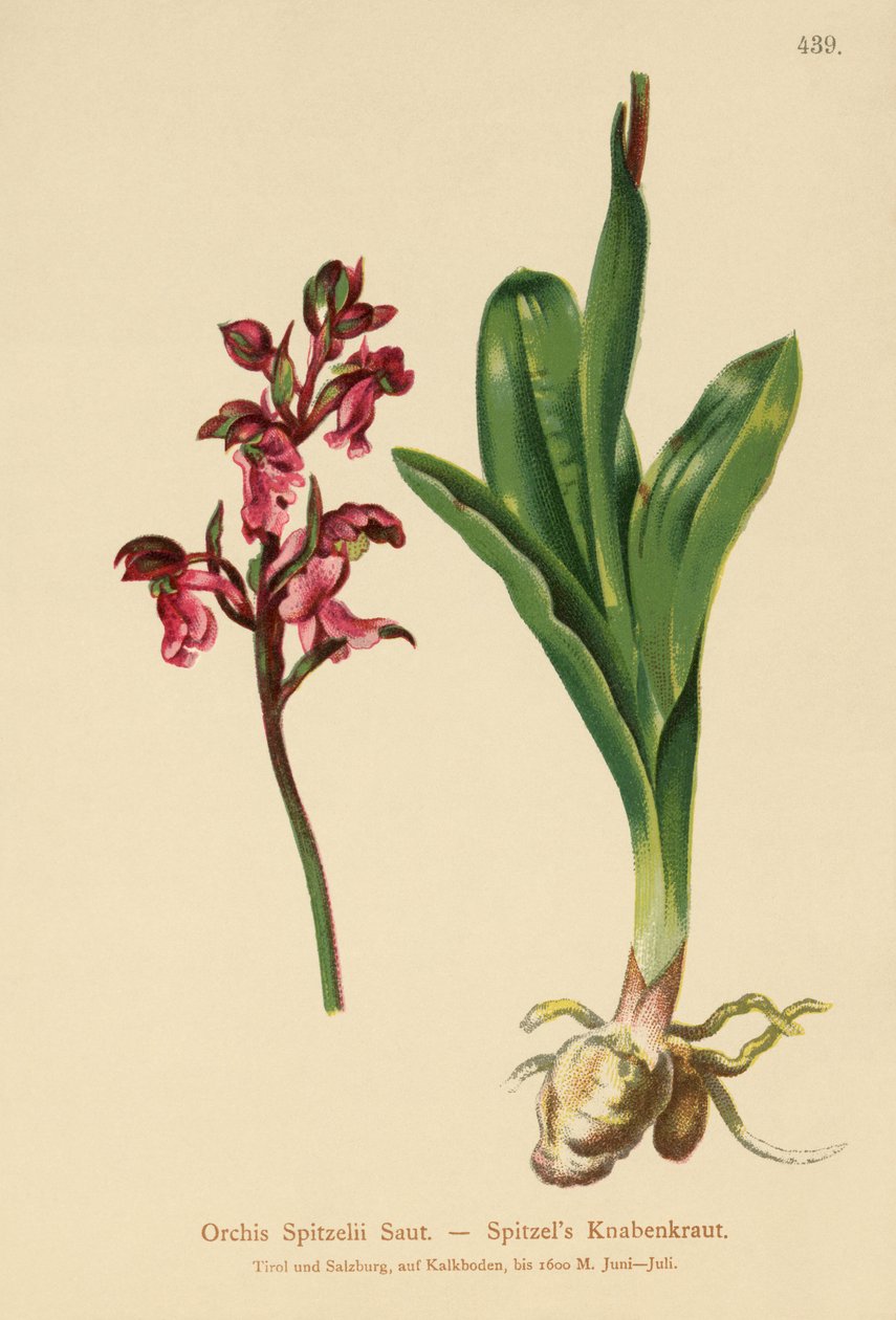 Spitzel-orkidea (Orchis Spitzelii) tekijältä German School