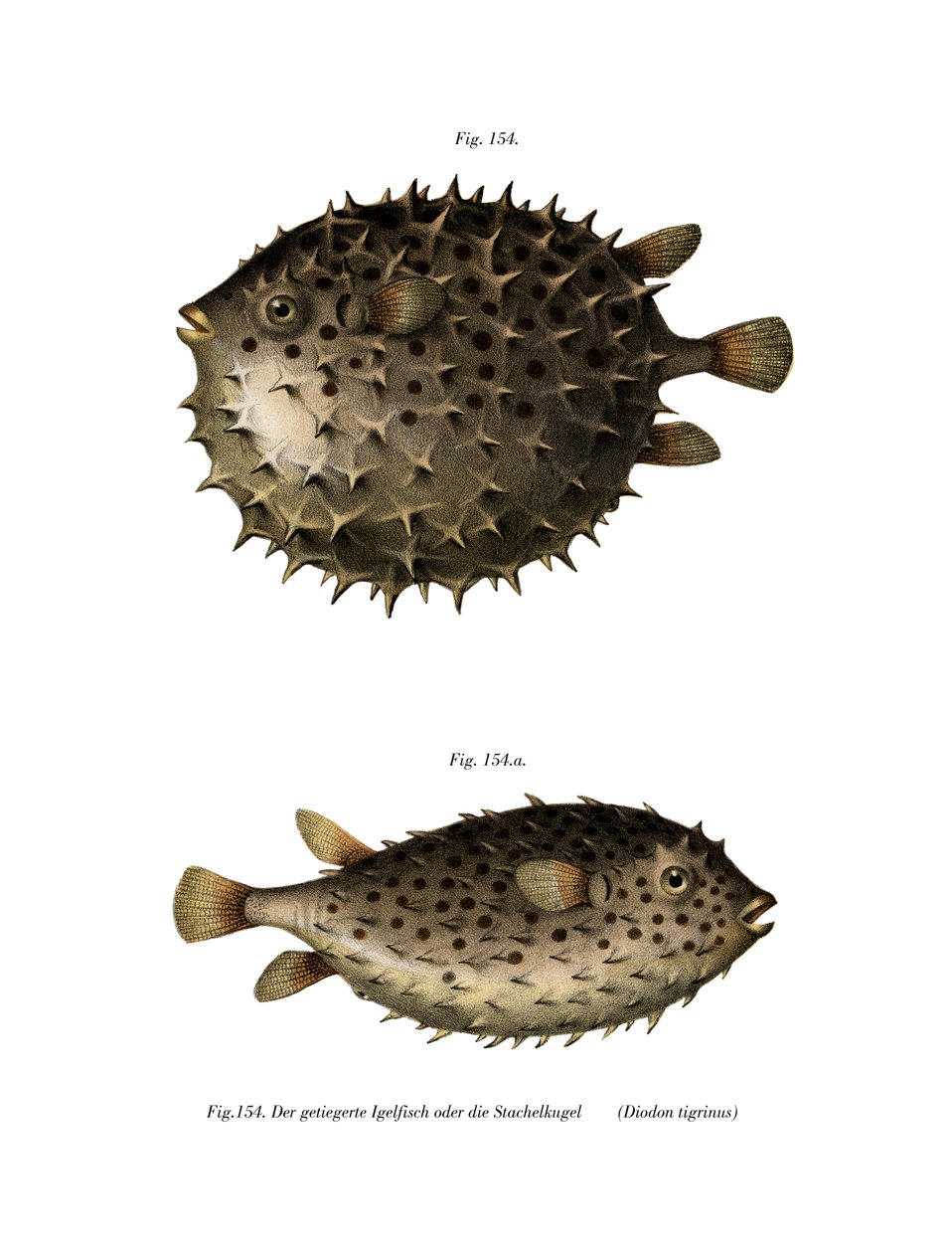 Spotfin Burrfish (väri litho) tekijältä German School