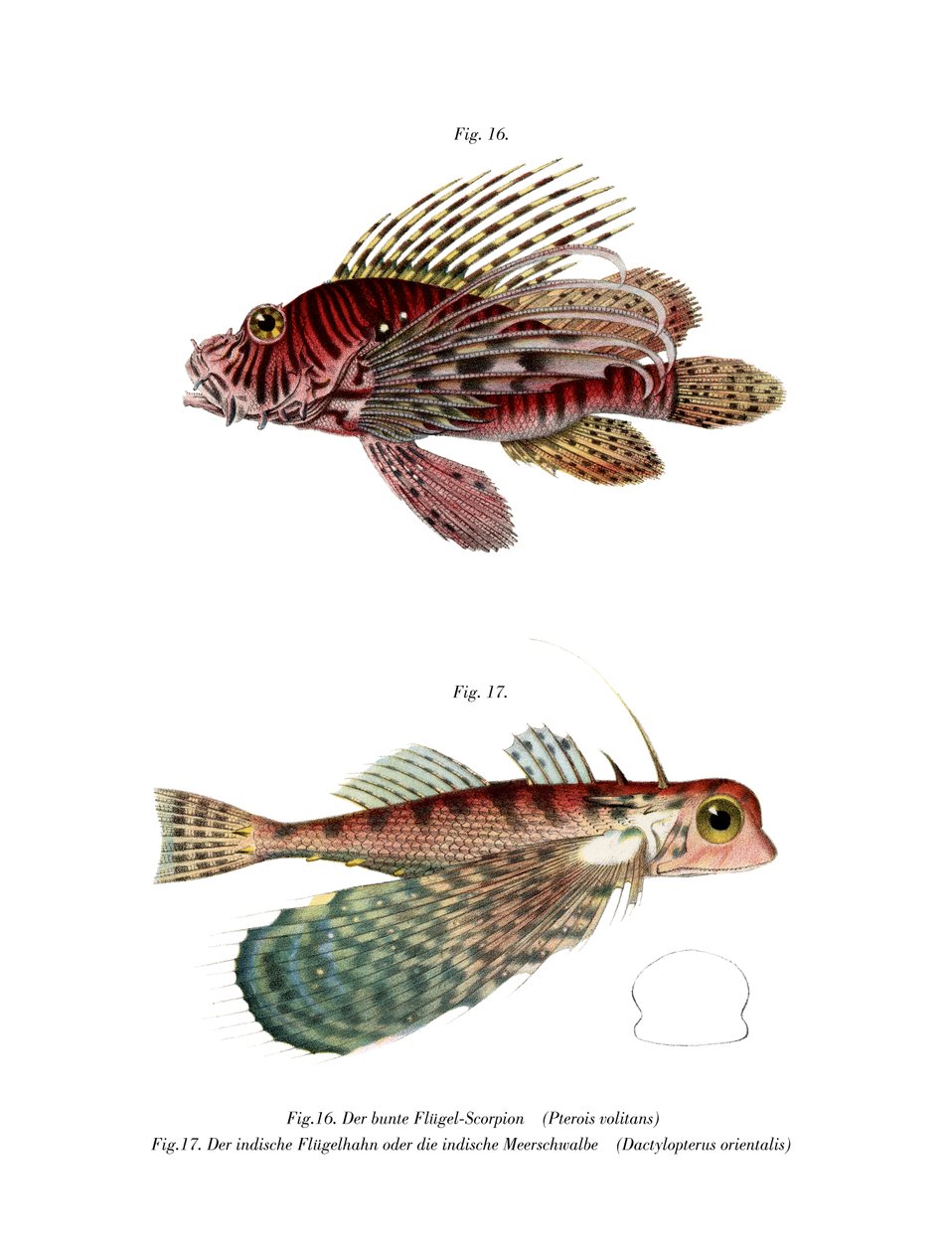 Spotfin Lionfish (väri litho) tekijältä German School