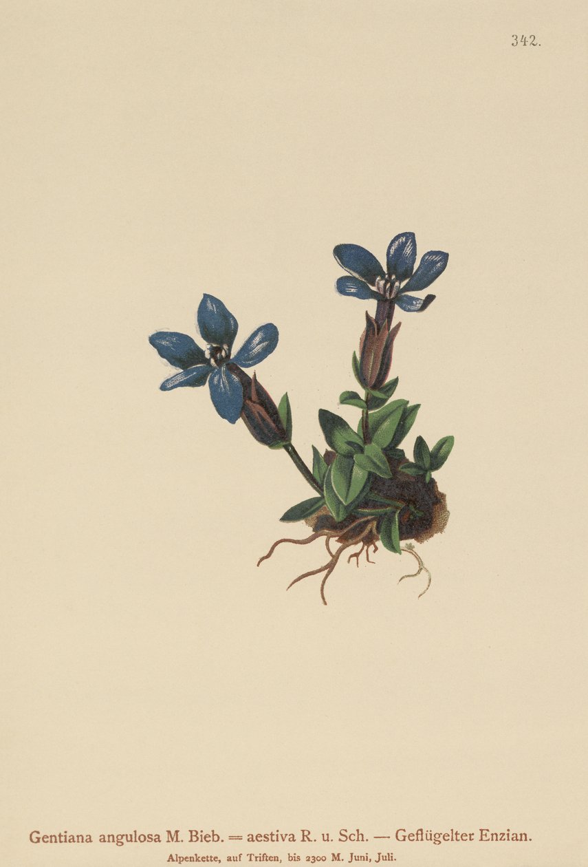 Kevätgentiaani (Gentiana verna, Gentiana angulosa, Gentiana aestiva) tekijältä German School