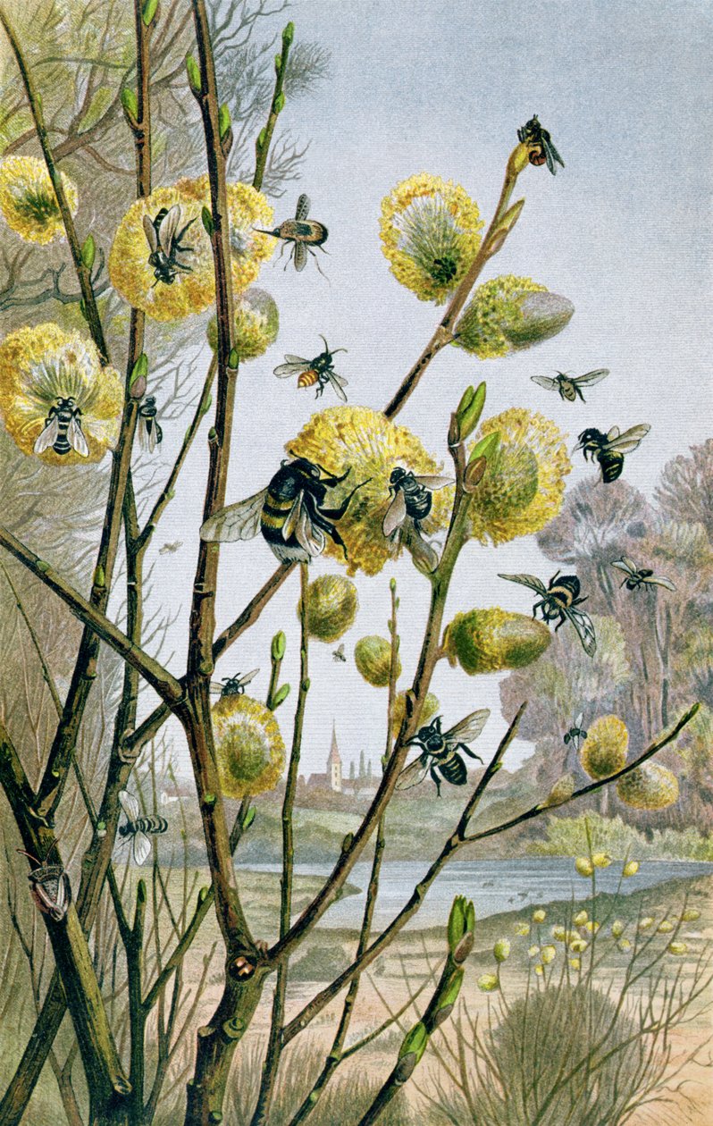 Kevät hyönteismaailmassa, levy Brehms Tierlebeniltä: Allgemeine Kunde des Tierreichs, osa 9, s. 216, julkaissut Bibliographic Institute, 1892 tekijältä German School