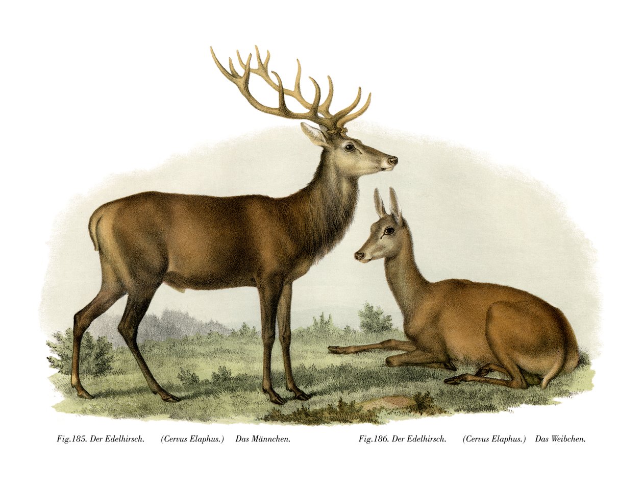 Hirvi, 1860 tekijältä German School