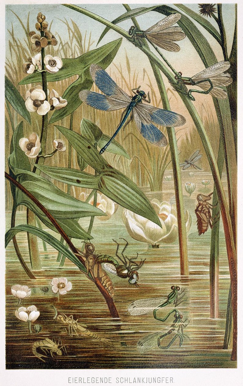 Damselflyn kehitysvaiheet, Brehms Tierleben, pub. 1860-luku tekijältä German School