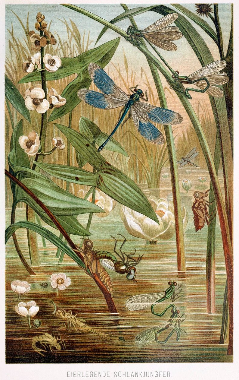 Damselflyn kehitysvaiheet, Brehms Tierleben, pub. 1860-luvun värilitografia, 1860. tekijältä German School