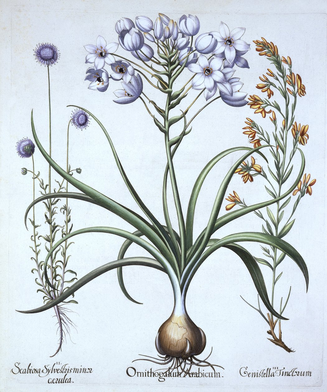 Star of Bethlehem , Blue Flowered Sheeps Bit ja Dyers Greenwood, Hortus Eystettensis, kirjoittanut Basil Besler (1561-1629), pub. 1613 (käsinvärinen kaiverrus) tekijältä German School
