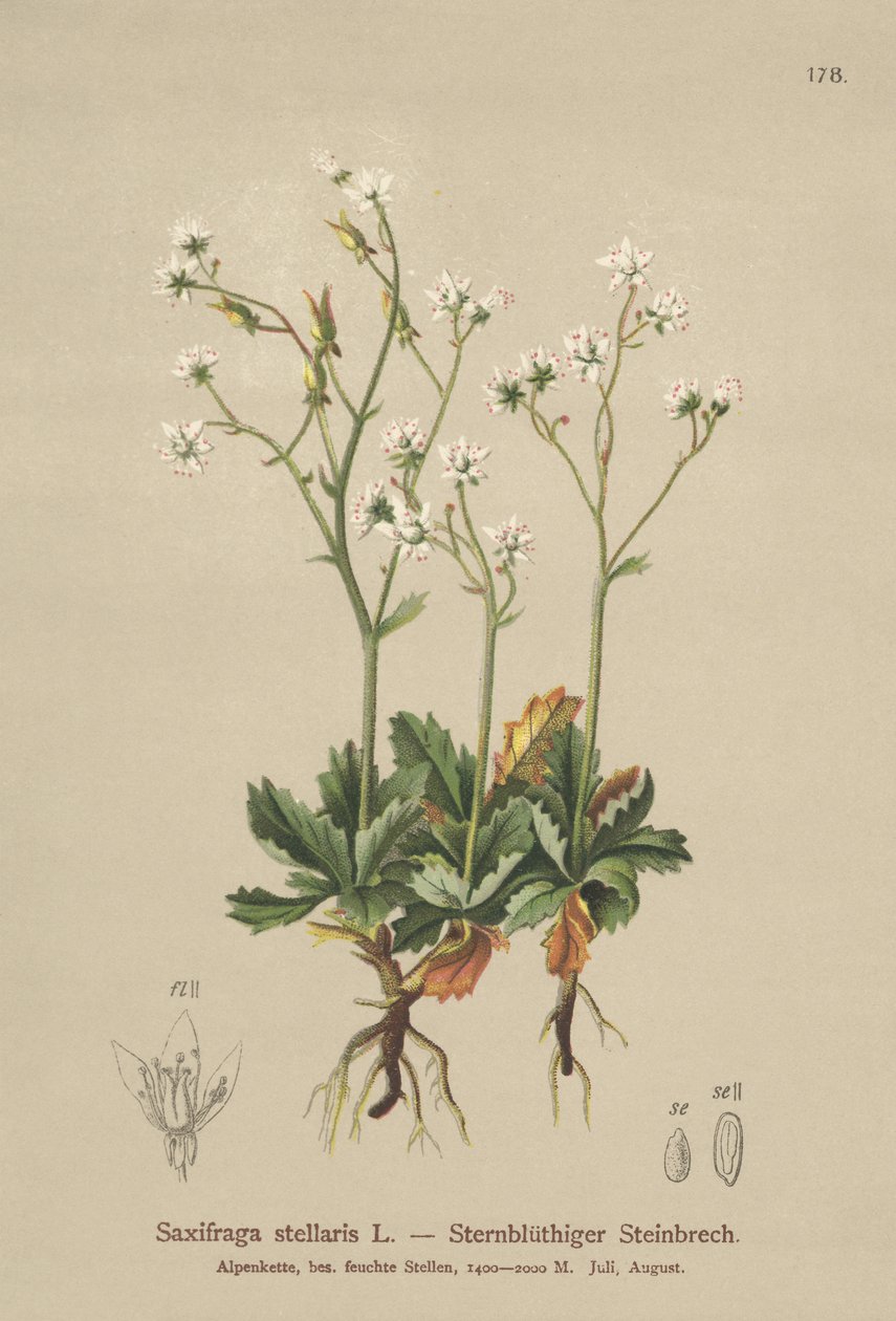 Starry Saxifrage (Saxifraga stellaris) tekijältä German School