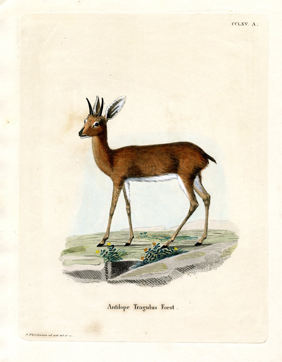 Steenbok (värillinen kaiverrus) tekijältä German School
