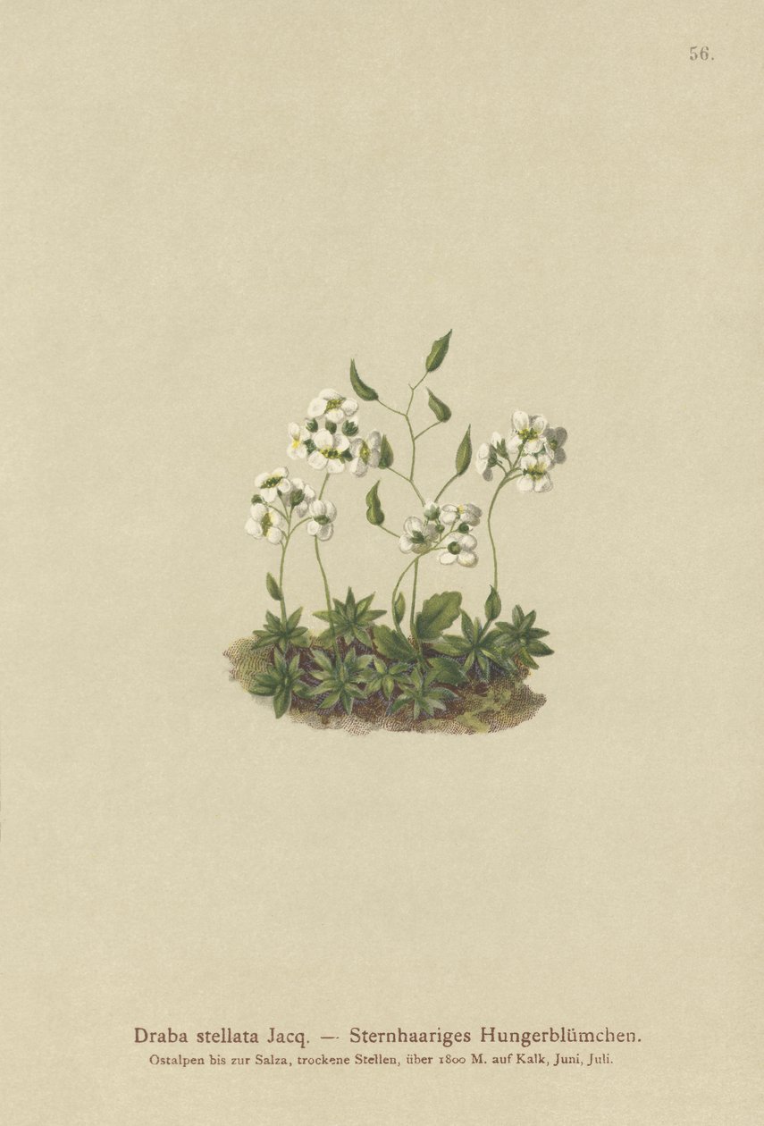 Stellated Whitlow-ruoho (Draba stellata) tekijältä German School