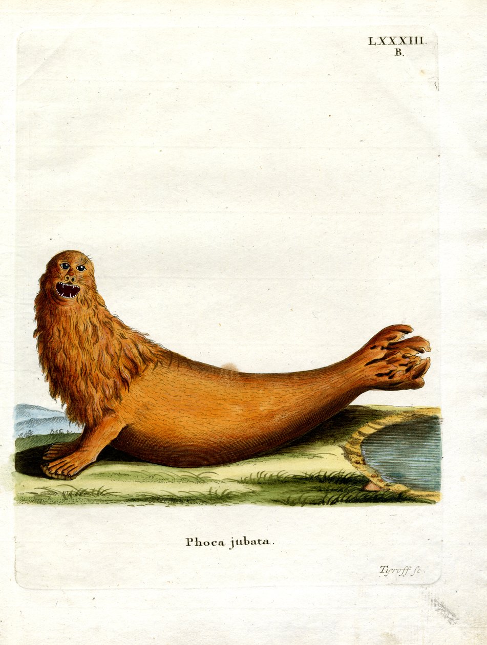Steller Sea Lion (värillinen kaiverrus) tekijältä German School