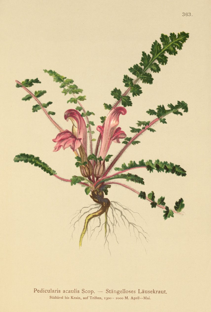 Varreton lousewort (Pedicularis acaulis) tekijältä German School