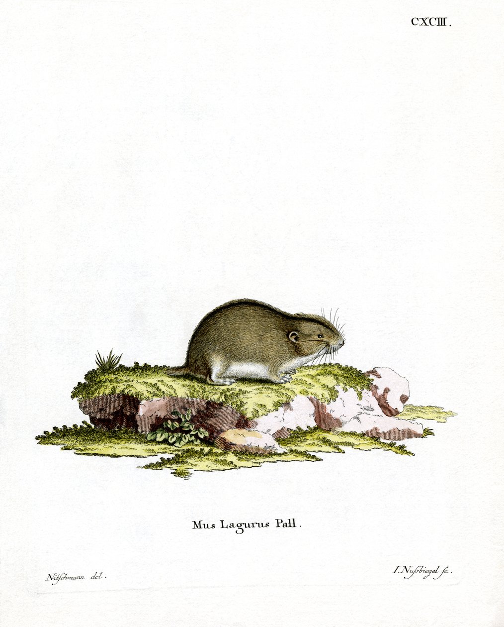 Steppe Lemming (värillinen kaiverrus) tekijältä German School