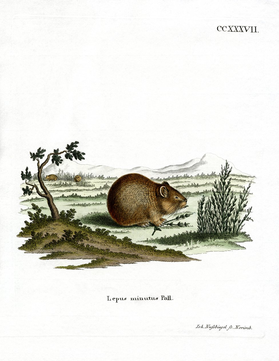 Steppe Pika (värikaiverrus) tekijältä German School