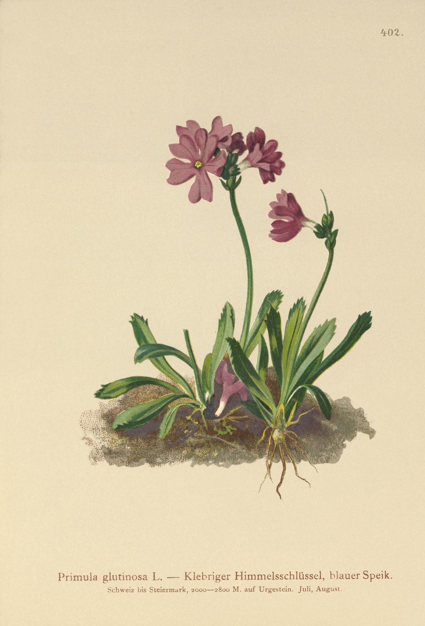 Tahmea esikko (Primula glutinosa) tekijältä German School