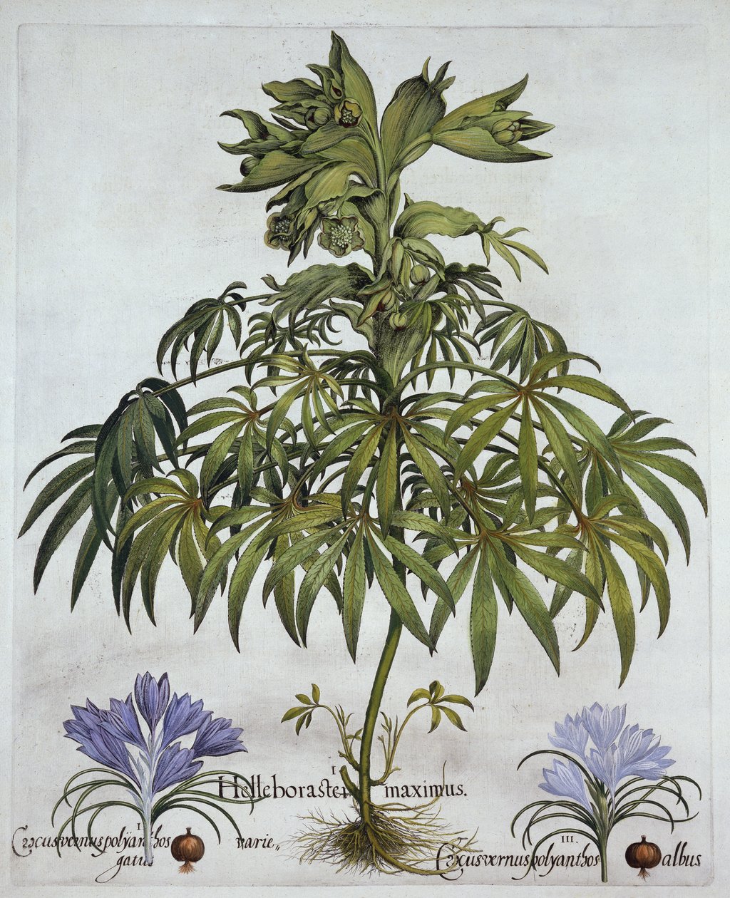 Stinking Hellebore ja Two Kinds of Crocus, Hortus Eystettensis, kirjoittanut Basil Besler (1561-1629), pub. 1613 (käsinvärinen kaiverrus) tekijältä German School