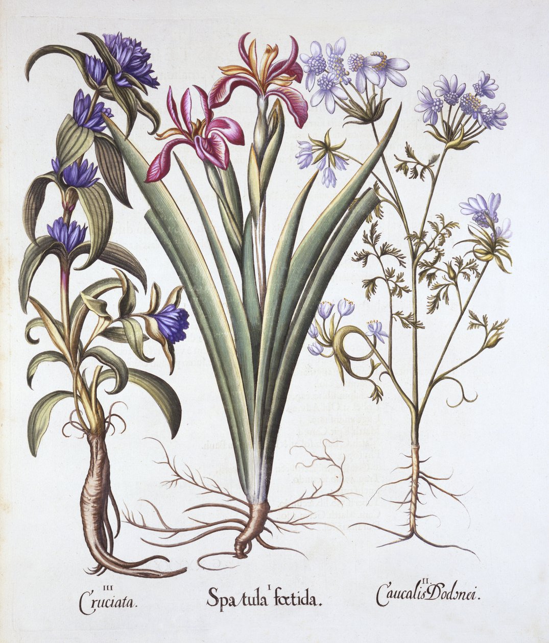 Stinking Iris, Orlaya ja Crosswort Gentian, Hortus Eystettensis, kirjoittanut Basil Besler (1561-1629), pub. 1613 (käsinvärinen kaiverrus) tekijältä German School