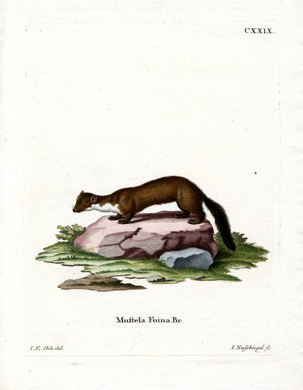 Stone Marten (värikaiverrus) tekijältä German School