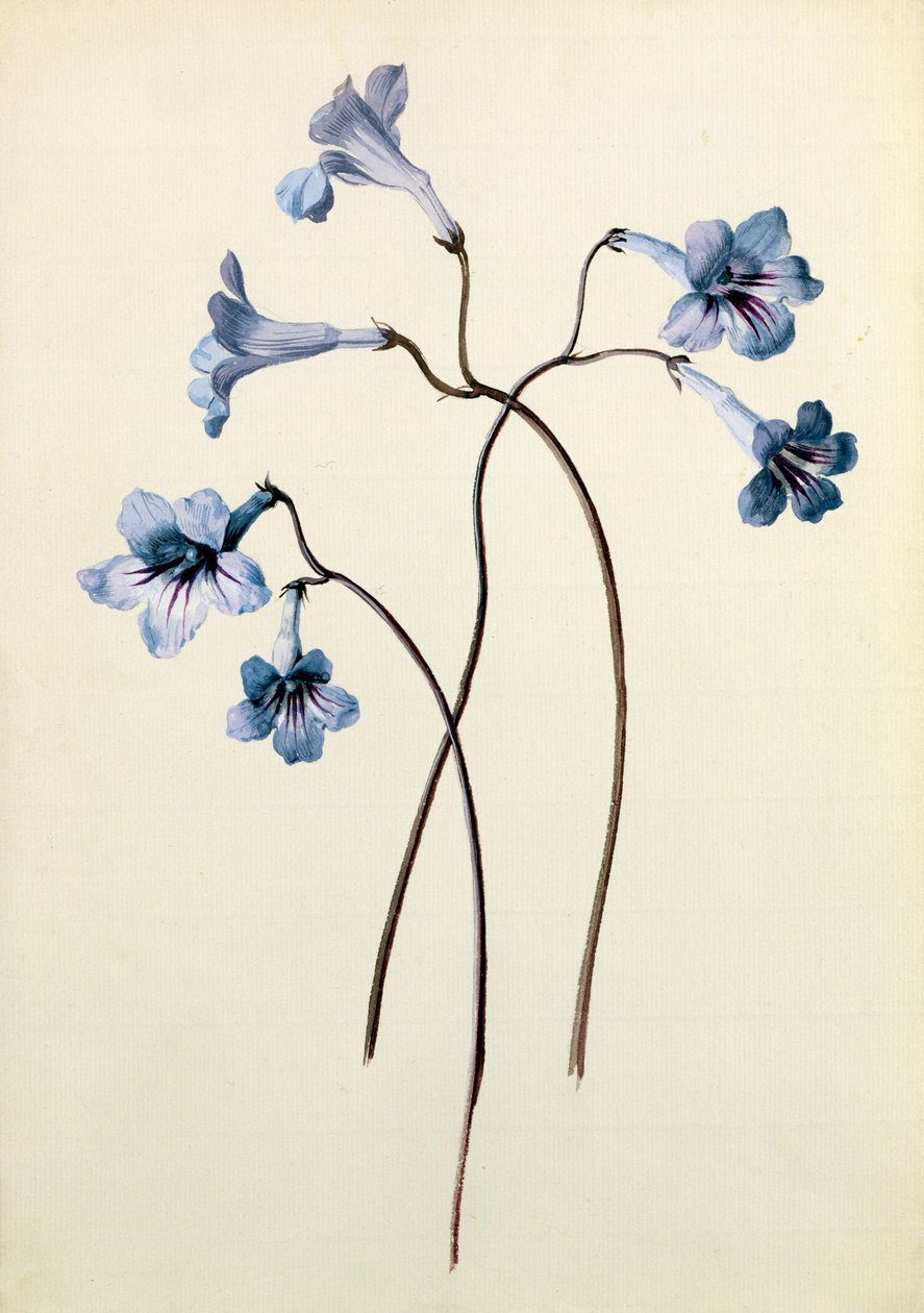 Streptocarpus, n. 1790 (wc paperilla) tekijältä German School