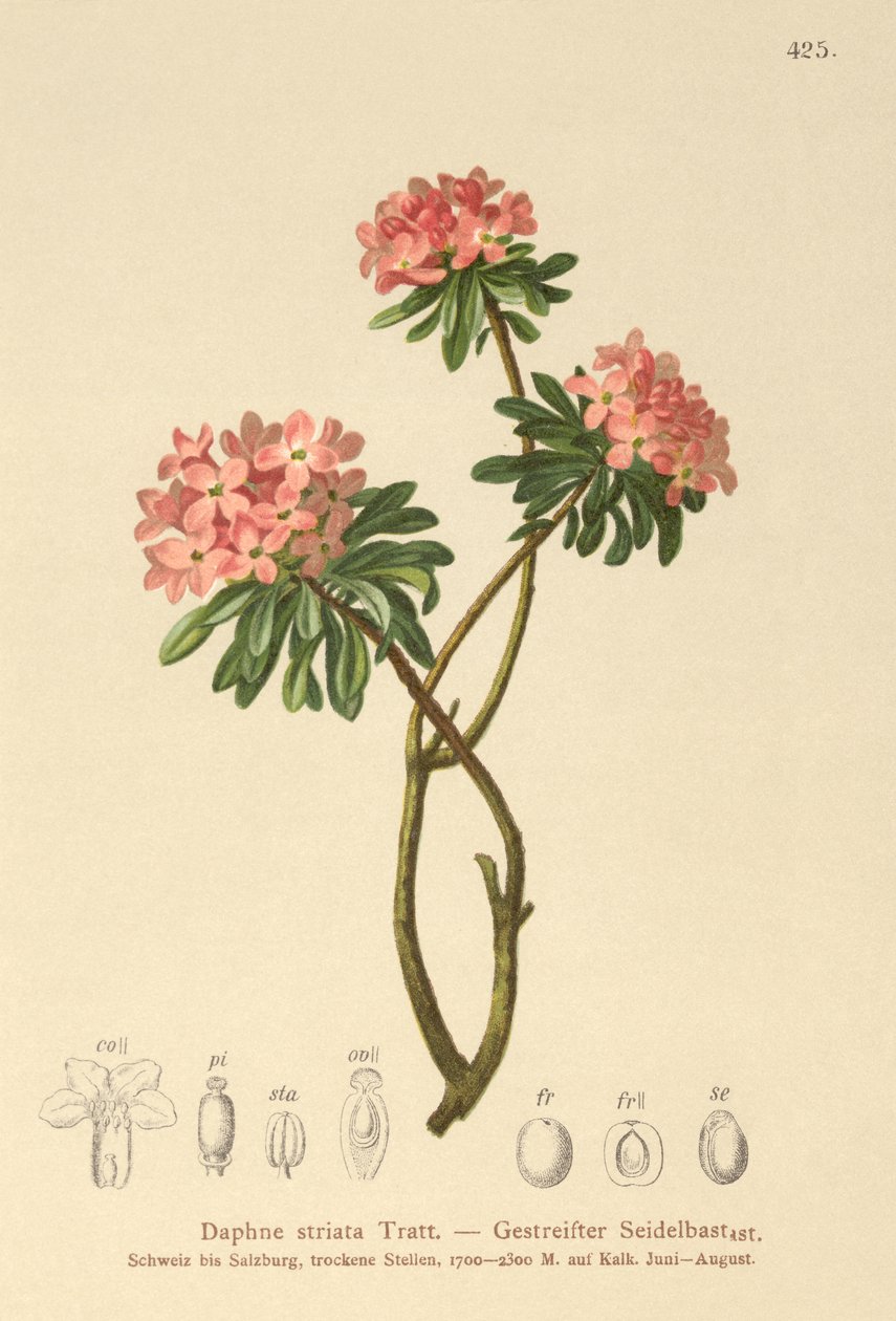 juovakivikirkko (Daphne striata) tekijältä German School