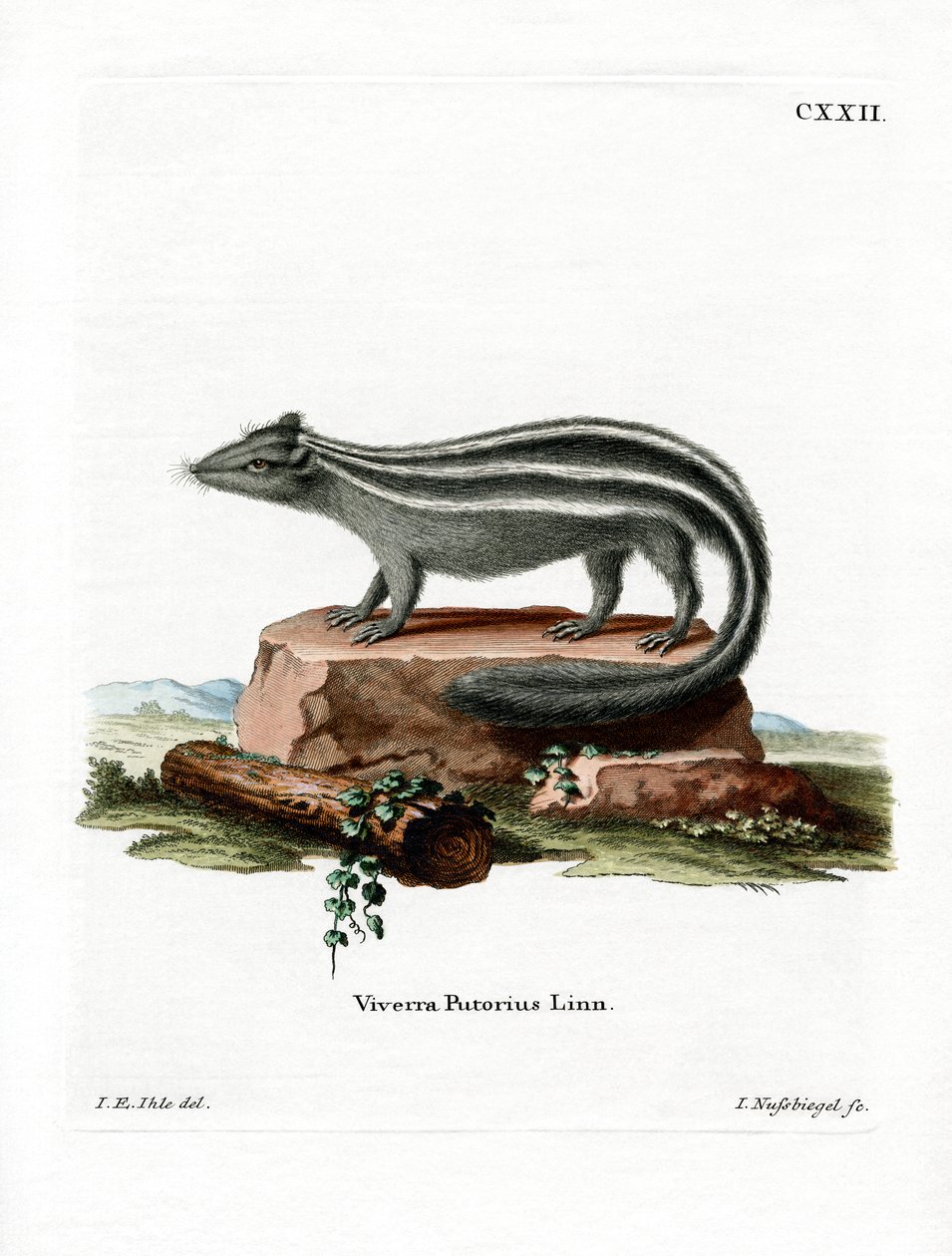 Striped Skunk (värillinen kaiverrus) tekijältä German School