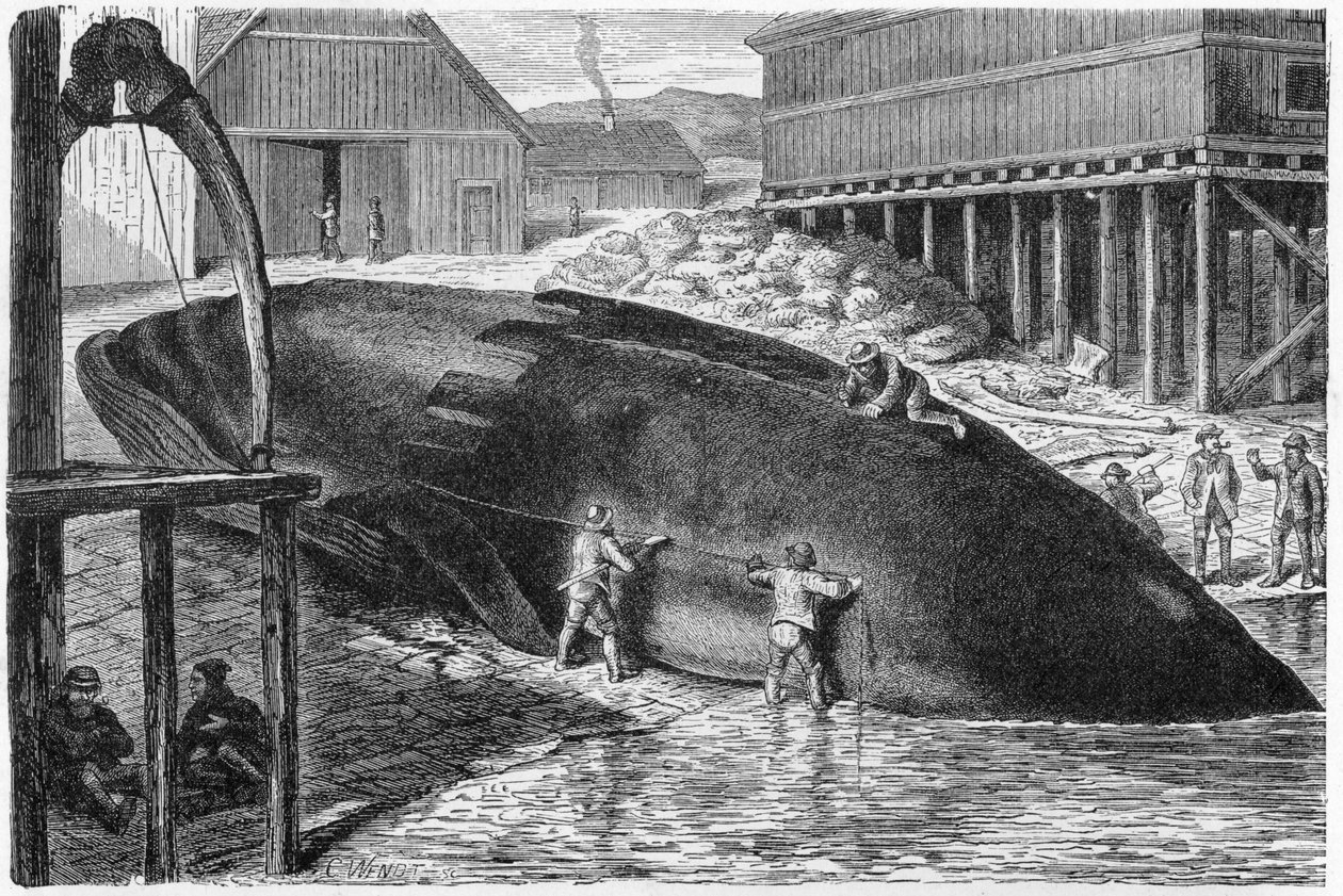 Raskan poistaminen valasta Suomessa, 1893 tekijältä German School