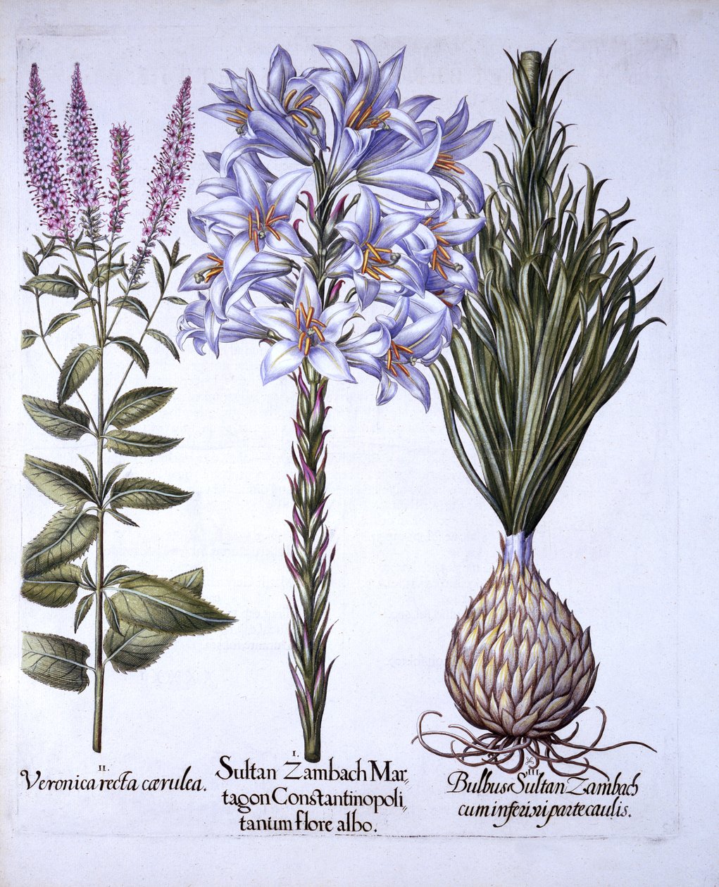 Sultan Zambach Lily and Bulb, Veronica, Hortus Eystettensis, kirjoittanut Basil Besler (1561-1629), pub. 1613 (käsinvärinen kaiverrus) tekijältä German School